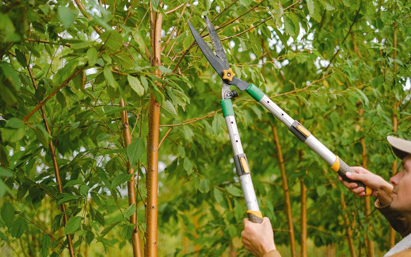 Tree trimming in Jamieson, OR